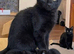 One black kitten