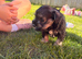 Pedigree mini schnauzers