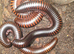 3 giant African millipedes
