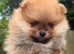 2 Beautiful Boy Pomeranian Puppies