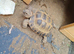 Male tortoise