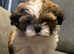 Shih Tzu Puppies Ready Now