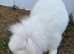 Mini lion lop
