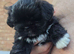 Fabulous Black Lhasa Apso Puppy Kc Registered & PRA clear