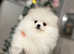 Champion Line, &pound;325 Health Tested Pomeranian White KC STUD!