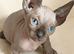 GORGEOUS SPHYNX KITTENS 3 BOYS