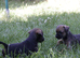 KC Registered Border Terrier Puppies