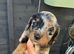 Dashhound puppys