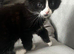 Kittens for sale