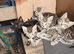 Tabby kittens