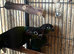 Crimson Bellied Conure Pair