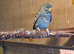 Baby budgies
