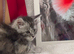 Gorgeous Pedigree Maine Coon Kittens Grand Champions Line