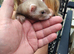 Ferrets for sale