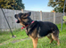 Max - 5-Year-Old KC Registered German Shepherd | Champion Bloodline