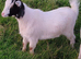 Pygmy nanny goat for sale