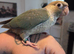 Hand Reared Baby Conure Parrots