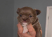 Applehead chihuahuas