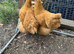 Pair of buff Orpington hens for sale