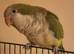 Tame quaker for sale