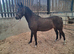 Registered geldings