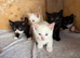 Gorgeous mixed breed kittens