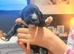 Gorgeous ULTRA Bernedoodle puppies