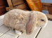 Gorgeous Litter of Mini Plush Lops