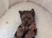Yorkshire Terrier Puppies