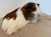 Sweet guinea pig girl looking for new home, based in Dunfermline
