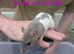 Beautiful rex rats