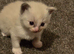 Gorgeous ragdoll kittens