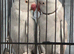 Beautiful VIP Pale/grey bonded indian ringneck mutation pair