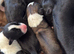 Beautiful pups lots of lovely colours