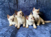 Beautiful Siamese Kittens