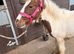 Beautiful skewbald filly