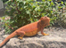 100%Het Hypo baby Bearded Dragons