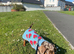 9month old Minture for rehoming