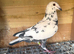 Tiger grizzle racing pigeons