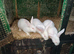 Newzealand white rabbits