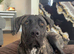 Roco - Presa Canario × Cane Corso - 9 Months Old