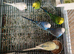 Budgies