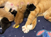 2 kittens remaining from litter of 4