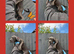 cane corso puppies