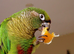 Maroonbellied Conure