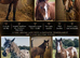 Stunning Filly to make 15.2hh
