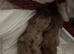 Miniature dachshund puppies Long haired