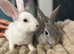 Mini Rex cross 2 boys available