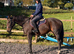 4 year old 16hh mare