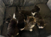 5 Gorgeous Long Hair Kitties For Sale